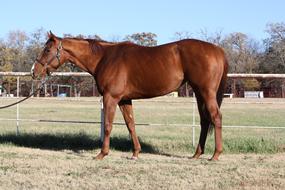 retired racehorse