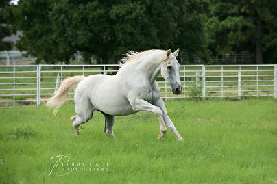 equine sanctuary