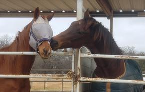 Sanctuary for horses